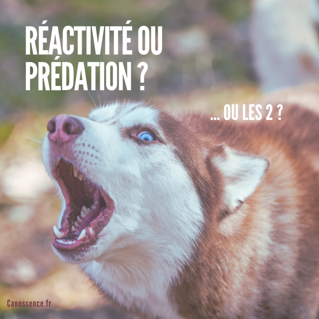 Prédation ou réactivité ? … Ou les 2 ?