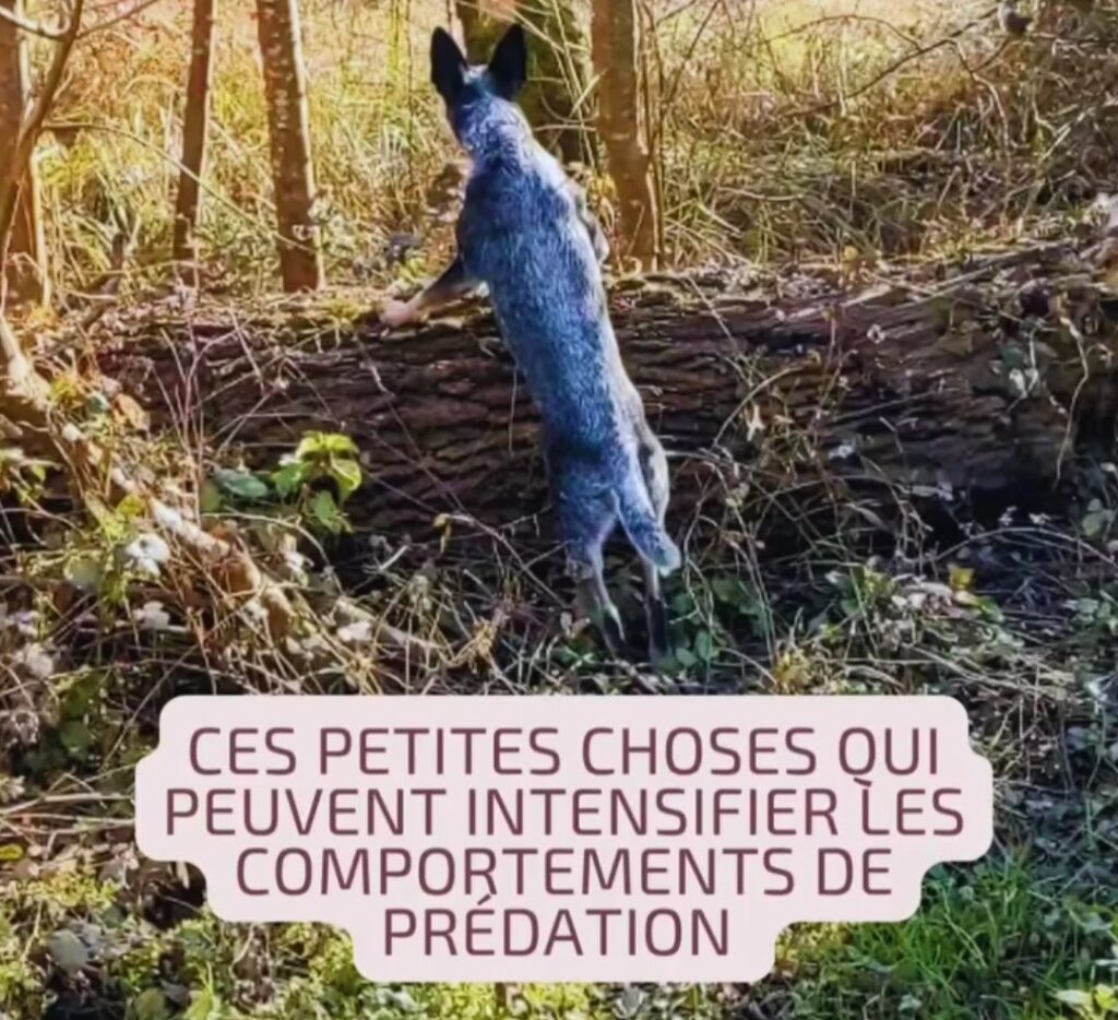 Ces petites choses qui peuvent intensifier les comportements de prédation de votre chien