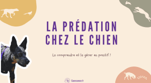 Webinaire La prédation chez le chien